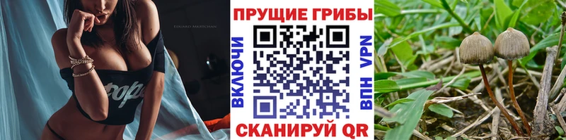 Псилоцибиновые грибы Cubensis  нарко площадка телеграм  Новошахтинск 